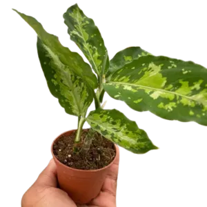 Chinese Evergreen Pictum Tricolor